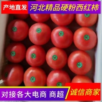 【好货】硬粉西红柿现摘现发✔一手货源✔诚信代办