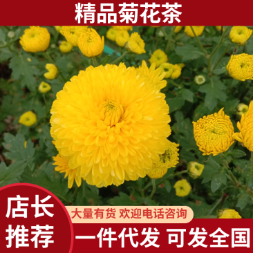 菊花茶黄菊花明月山明皇菊对接电商商超团购欢迎致电