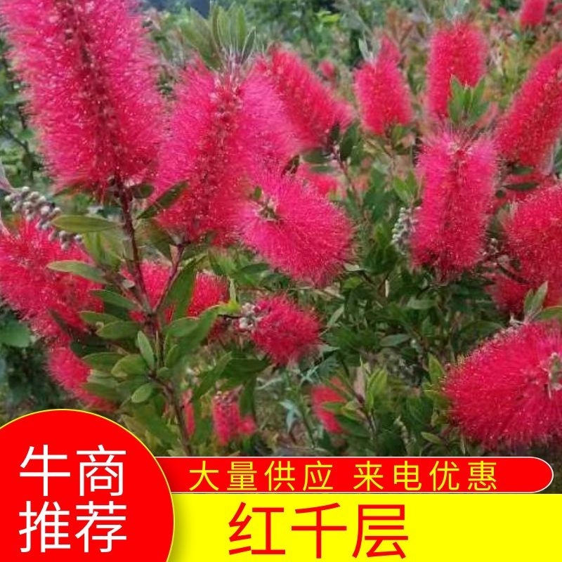 广西红千层多花红千层产地直发各种规格货源充足