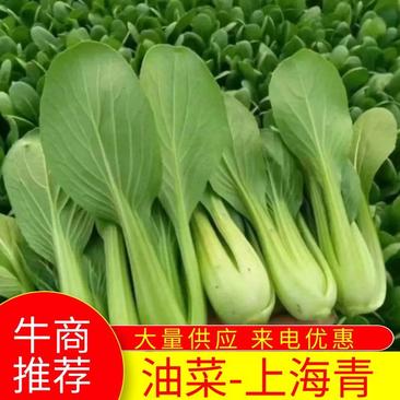 【上海青】山东油菜上海青产地批量出货需要的联系