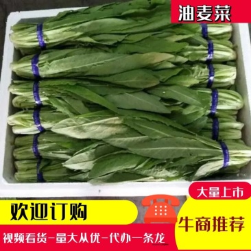 山东油菜蔬菜内有大型冷库本公司发票冷链物流配送一条龙服务