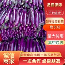 精品长茄（紫广茄）产地一手货源大量供应中，欢迎前来选购