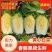 【江苏直发】东台精品黄心白菜产地直发商超平台批发市场对接