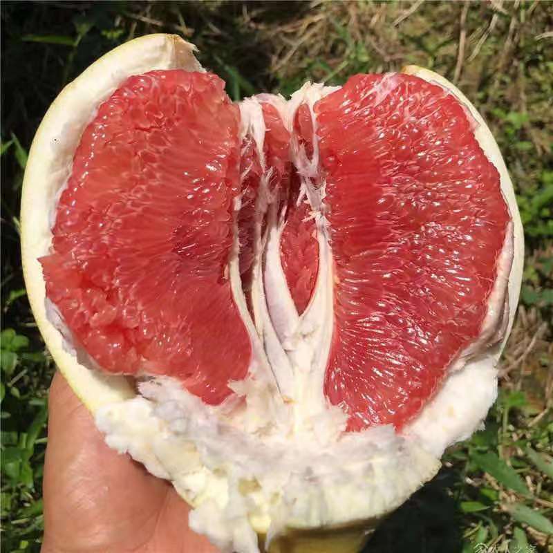 精品【蜜柚】皮薄汁多味甜果肉化口品种优耐运输