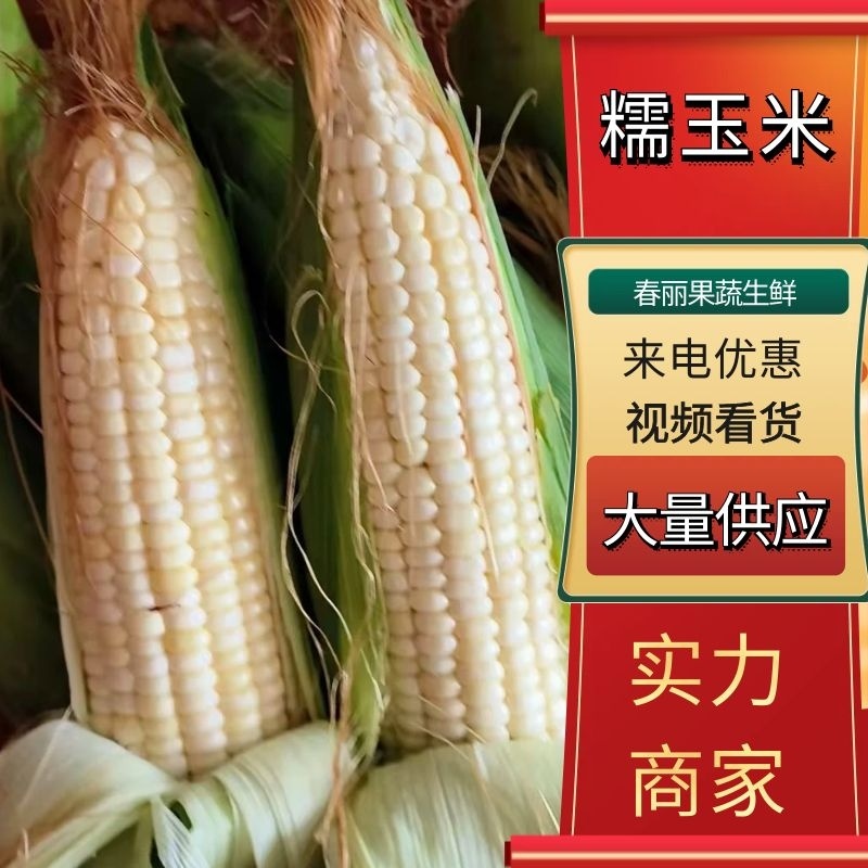 东台白花糯粘玉米质优价廉一手货源全国发货欢迎来电