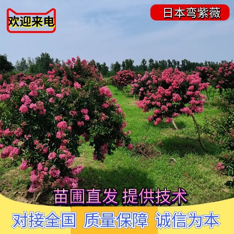 大红紫薇，造型紫薇，广州小叶紫薇，弯紫薇。