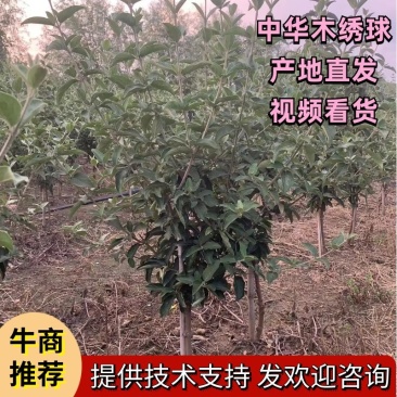 【木绣球】中华木绣球斗球耐寒耐热规格齐全提供技术