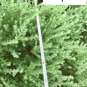 苗圃现货批发粉花玉芙蓉自产自销现挖现卖玉芙蓉产地价
