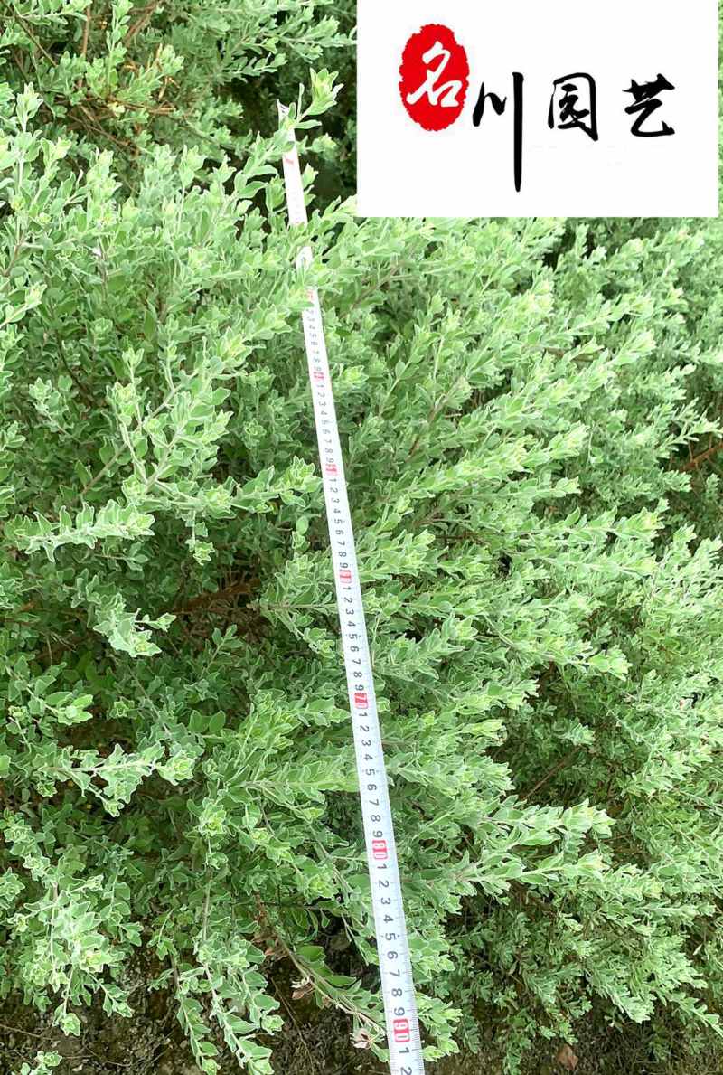 苗圃现货批发粉花玉芙蓉自产自销现挖现卖玉芙蓉产地价