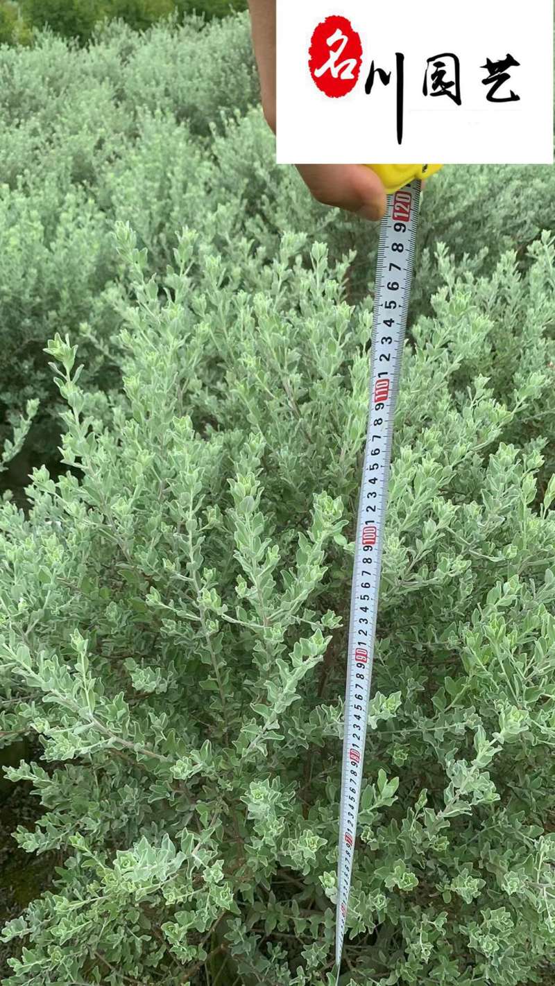 苗圃现货批发粉花玉芙蓉自产自销现挖现卖玉芙蓉产地价