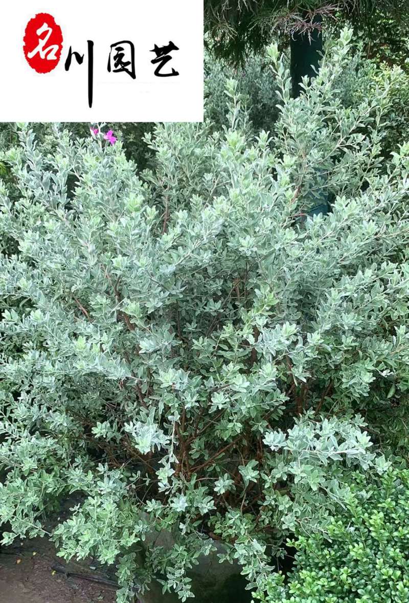 苗圃现货批发粉花玉芙蓉自产自销现挖现卖玉芙蓉产地价