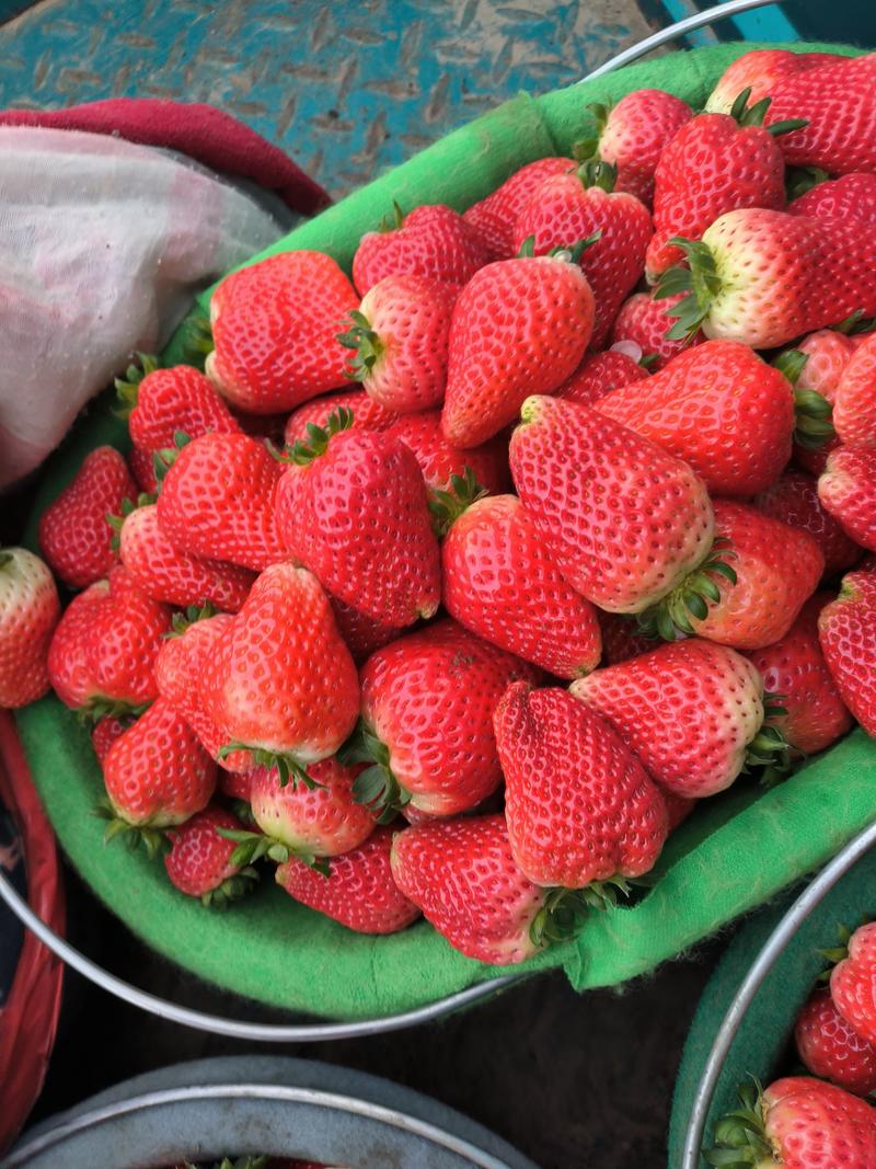 【推荐】精品奶油草莓大量上市基地直发真品质价格优