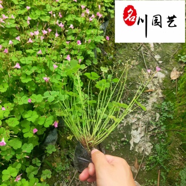 低价抛售红花杂酱草苗圃现货地被绿化醡浆草四季可种植