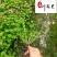 低价抛售红花杂酱草苗圃现货地被绿化醡浆草四季可种植