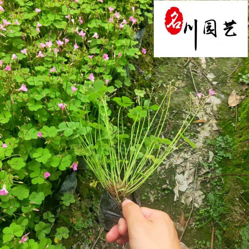低价抛售红花杂酱草苗圃现货地被绿化醡浆草四季可种植