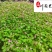低价抛售红花杂酱草苗圃现货地被绿化醡浆草四季可种植