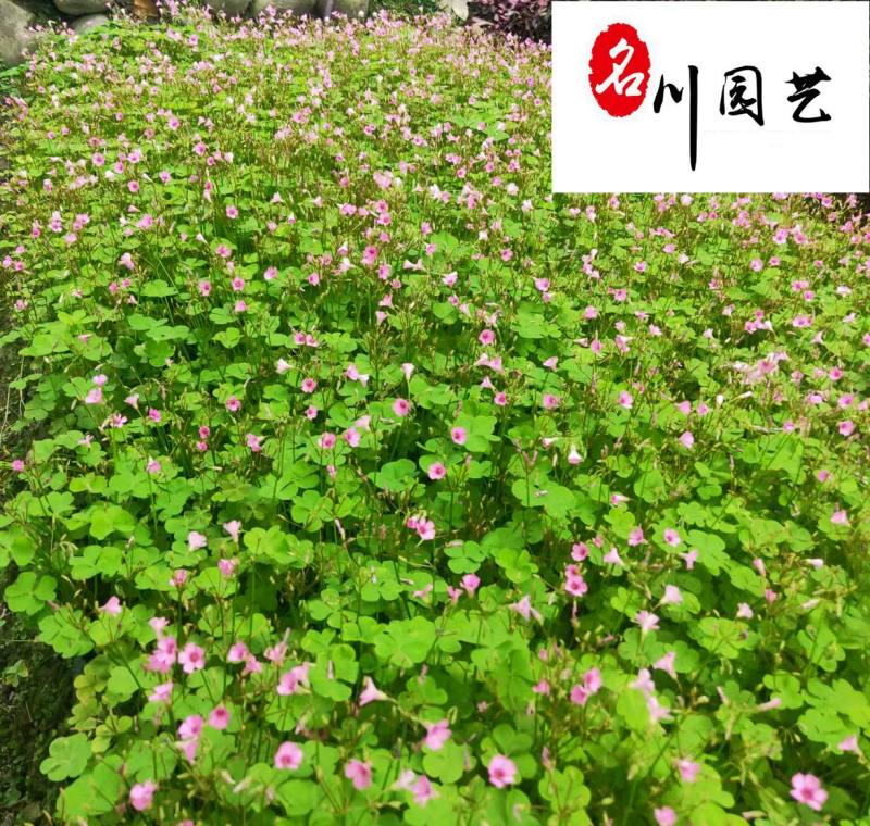低价抛售红花杂酱草苗圃现货地被绿化醡浆草四季可种植