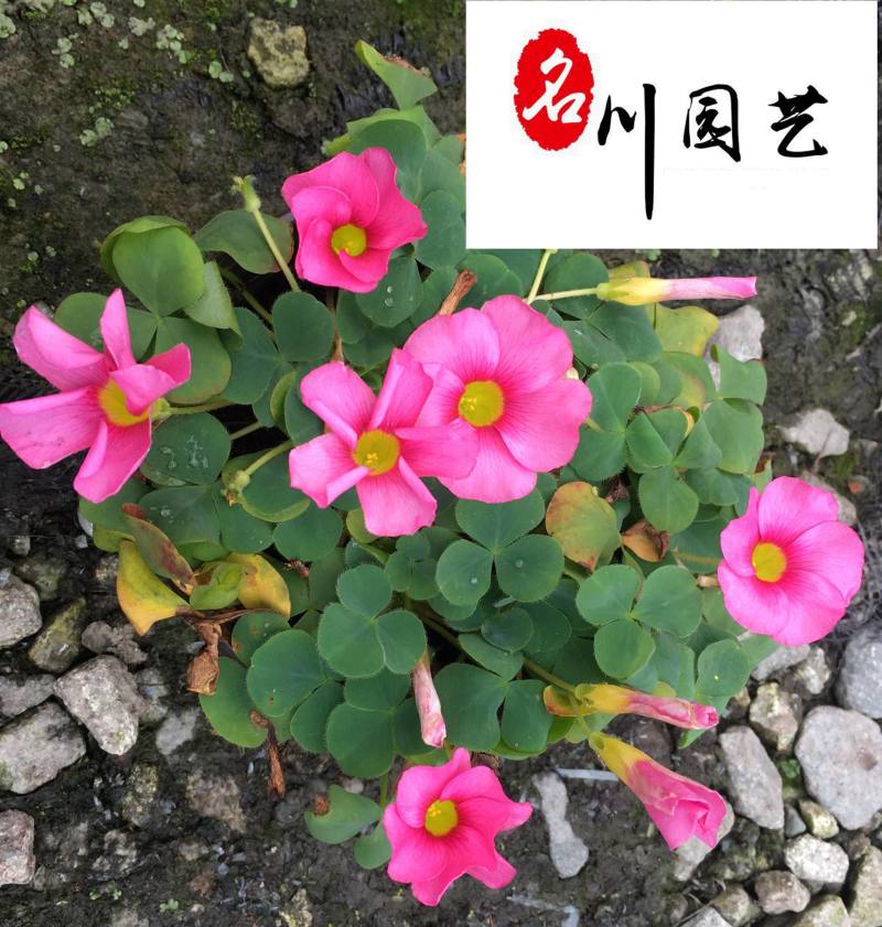 低价抛售红花杂酱草苗圃现货地被绿化醡浆草四季可种植