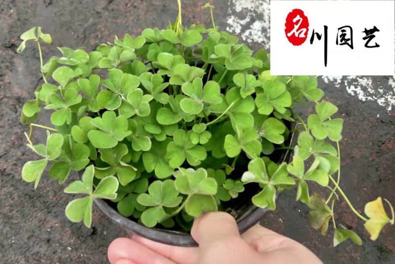低价抛售红花杂酱草苗圃现货地被绿化醡浆草四季可种植