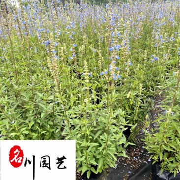 天蓝鼠尾草大量出售规格齐全优质草花推荐量大优惠