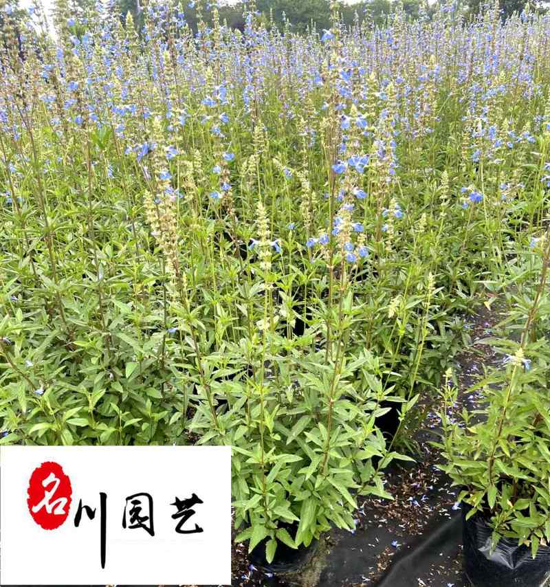 天蓝鼠尾草大量出售规格齐全优质草花推荐量大优惠