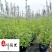 天蓝鼠尾草大量出售规格齐全优质草花推荐量大优惠