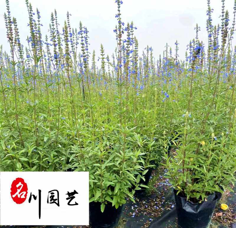 天蓝鼠尾草大量出售规格齐全优质草花推荐量大优惠