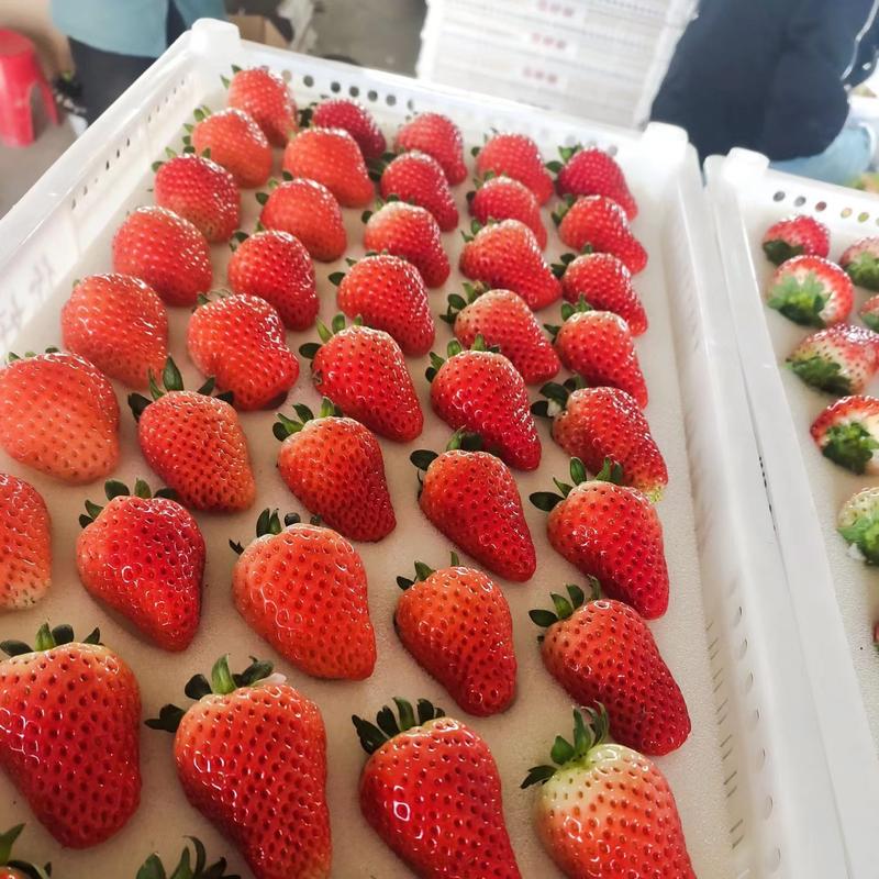 奶油草莓，宁玉，妙香等大量上市，产地货源对接全国