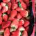 草莓奶油草莓将大量上市，对接全国网商电商运营商