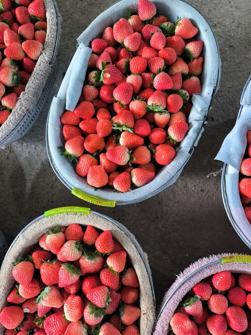 奶油草莓将大量上市。货源充足，包装齐全，对接全国客商。