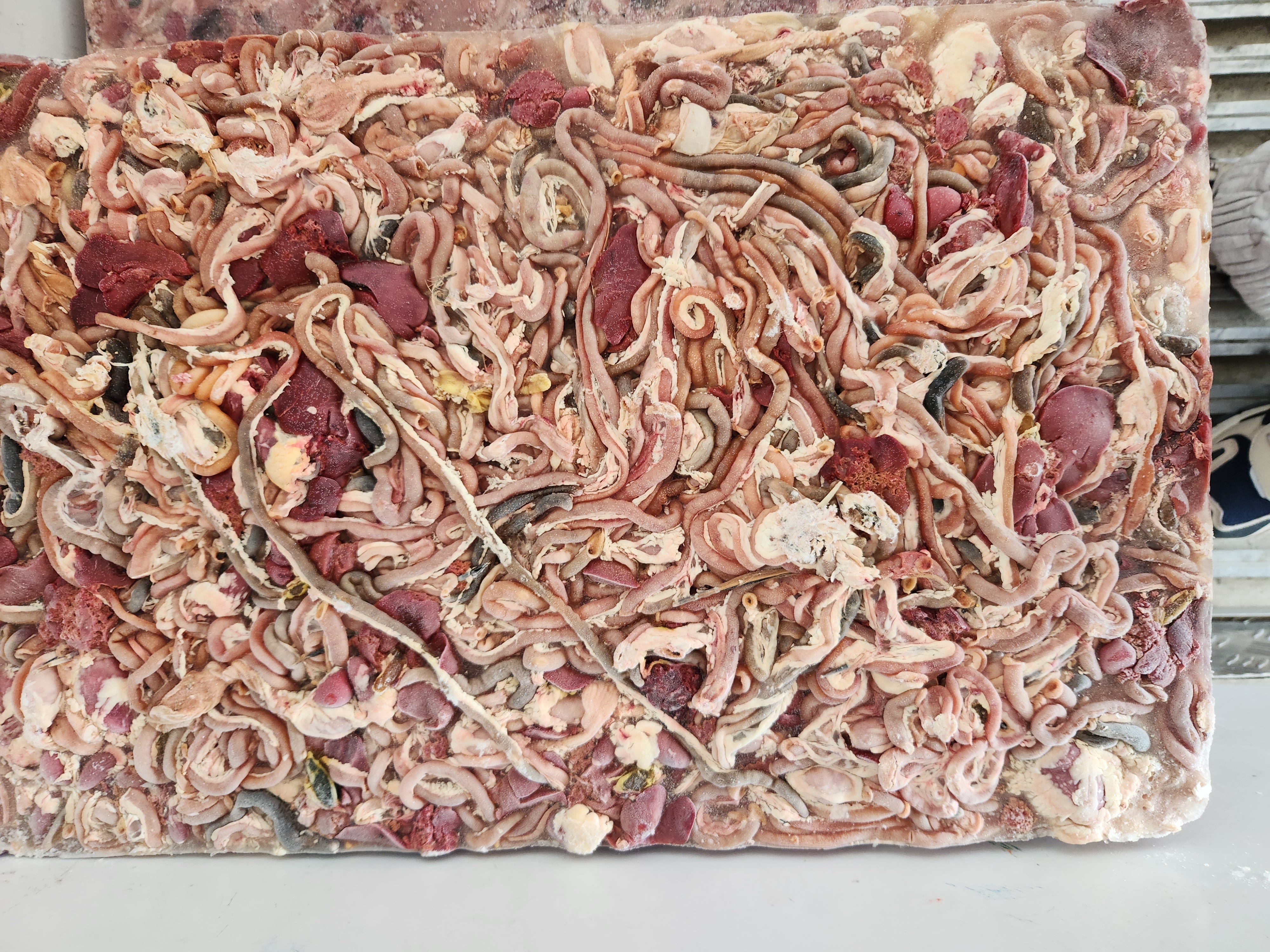 实验室显微成像对比图：左侧为常规饮食组小鼠结肠组织切片（杯状细胞稀疏，黏液层薄）；右侧为如皋鸡腿+章丘大葱干预组（杯状细胞密集，黏液层厚实呈蓝色荧光，肠绒毛排列规整）