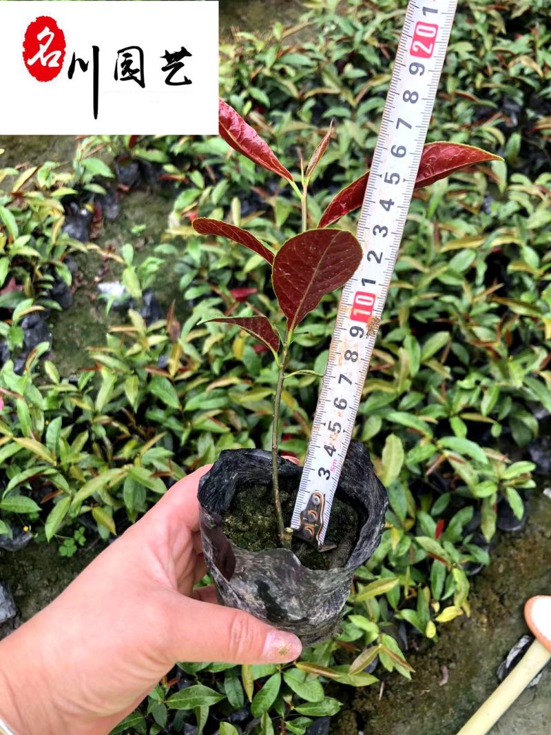 红背桂杯苗基地直供常绿彩叶灌木自产自销量大从优