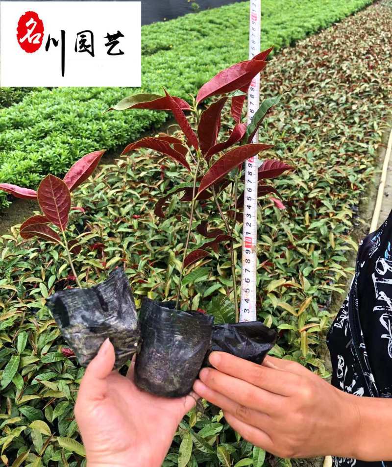 红背桂杯苗基地直供常绿彩叶灌木自产自销量大从优