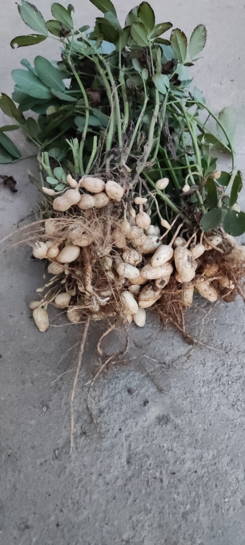 鲜花生大量有货个大仔粒饱满纯沙地的品质保证欢迎咨询