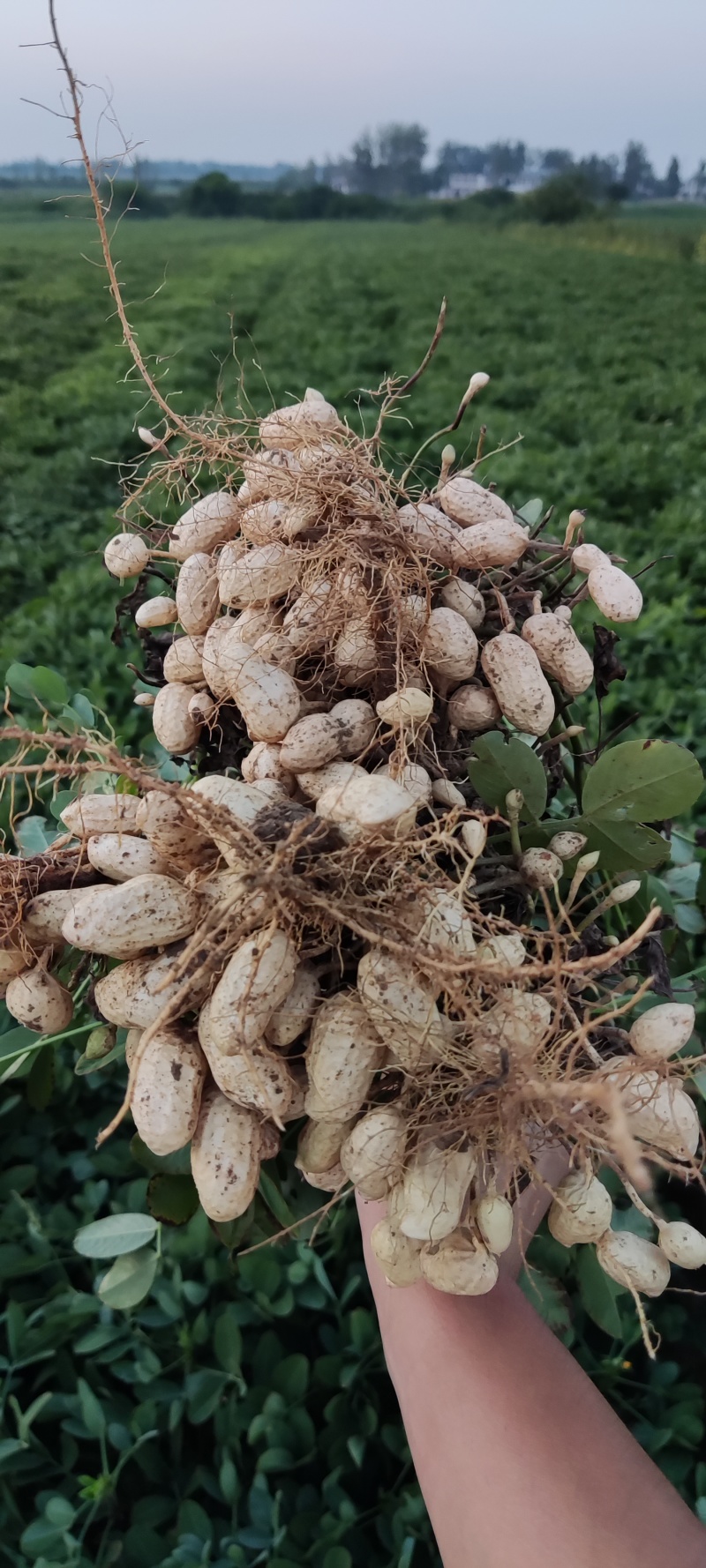 鲜花生大量有货个大仔粒饱满纯沙地的品质保证欢迎咨询