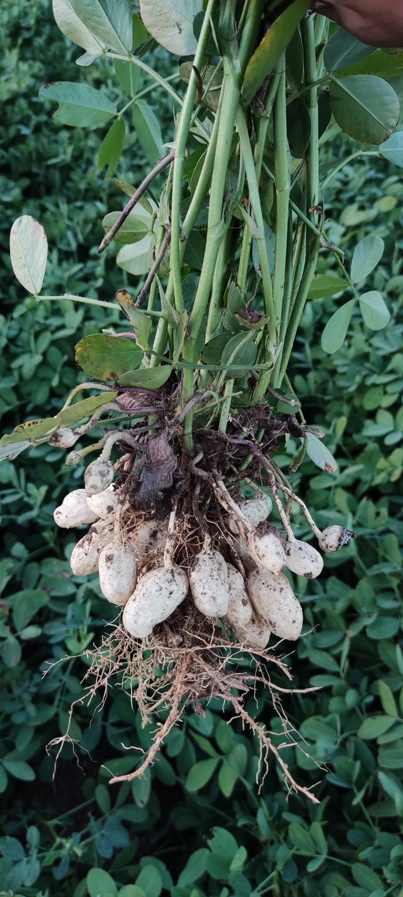 鲜花生大量有货个大仔粒饱满纯沙地的品质保证欢迎咨询
