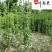 北海道黄杨绿篱批发四季常绿大叶冬青高度1-3米都有