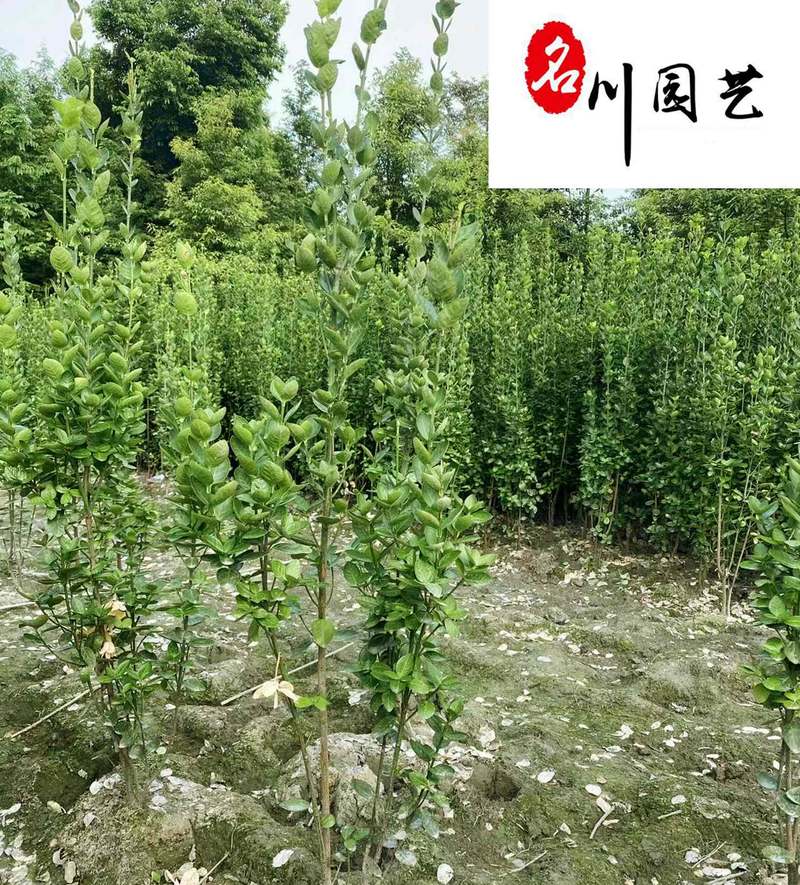 北海道黄杨绿篱批发四季常绿大叶冬青高度1-3米都有