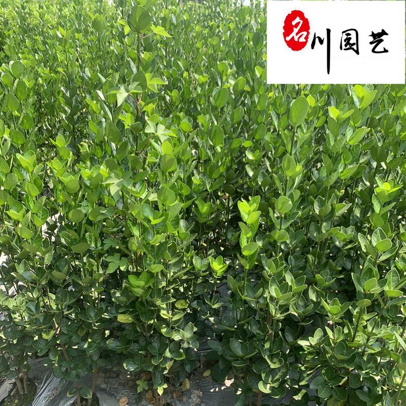 北海道黄杨绿篱批发四季常绿大叶冬青高度1-3米都有