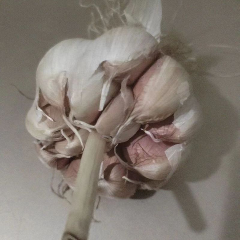 优质正品，紫皮杂交大蒜种子颗粒饱满量大优包成活发芽率