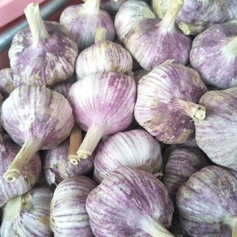 优质正品，紫皮杂交大蒜种子颗粒饱满量大优包成活发芽率