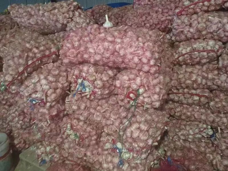 优质正品，紫皮杂交大蒜种子颗粒饱满量大优包成活发芽率