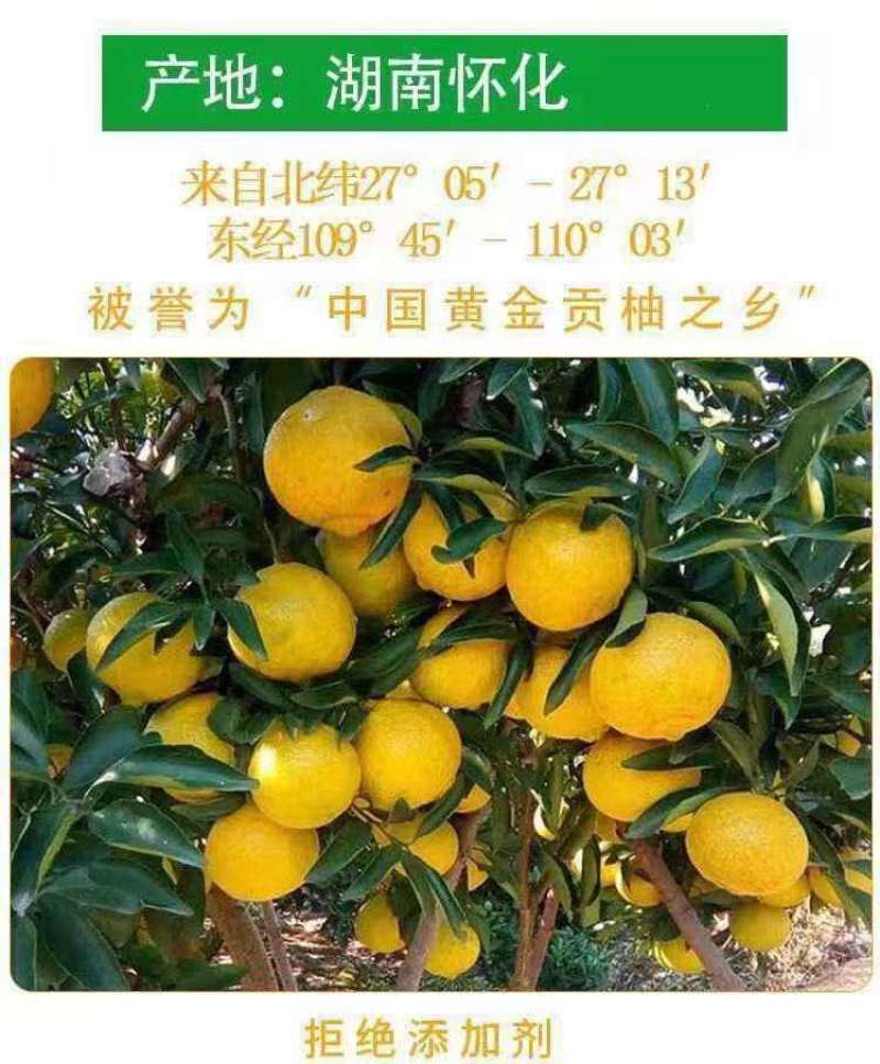 【黄金贡柚】果实呈现黄色体型较小甘甜爽口果汁饱满