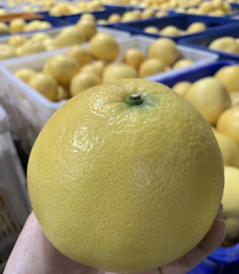 精品【黄金葡萄柚】圆润饱满皮薄肉厚糖浆多还纯甜