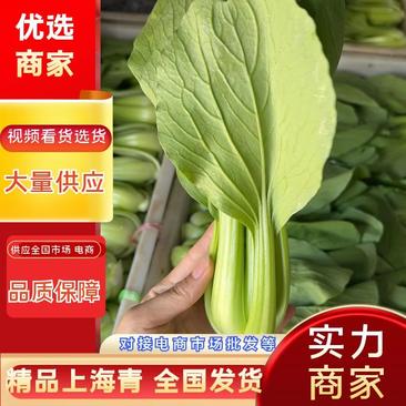上海青现摘现发保鲜发货超市电商社区团购全国发货