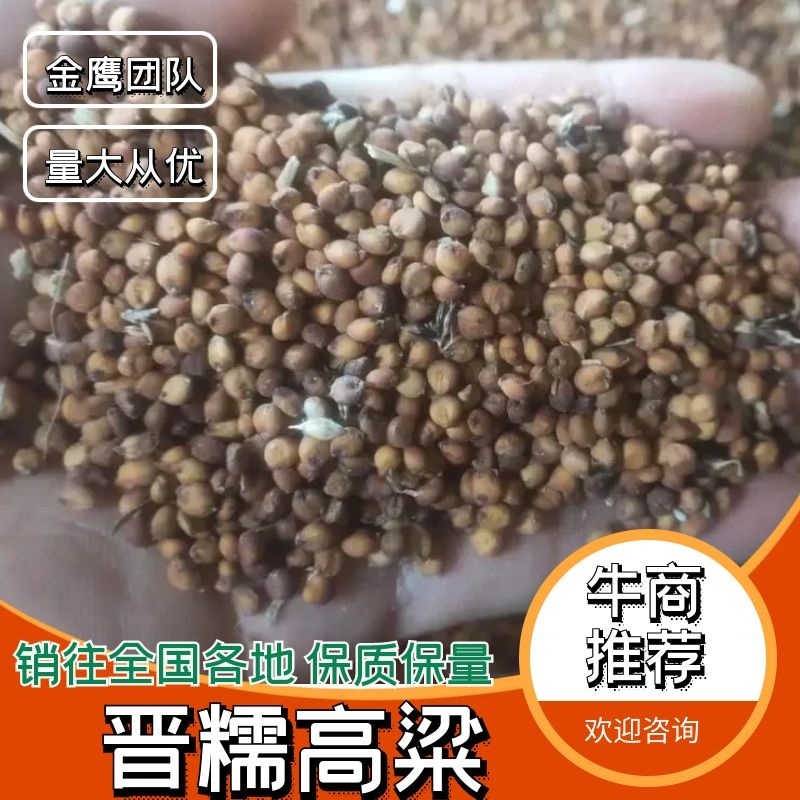 【精选高粱】晋糯3号高粱山西产地酒高粱红高粱视频拿货电联