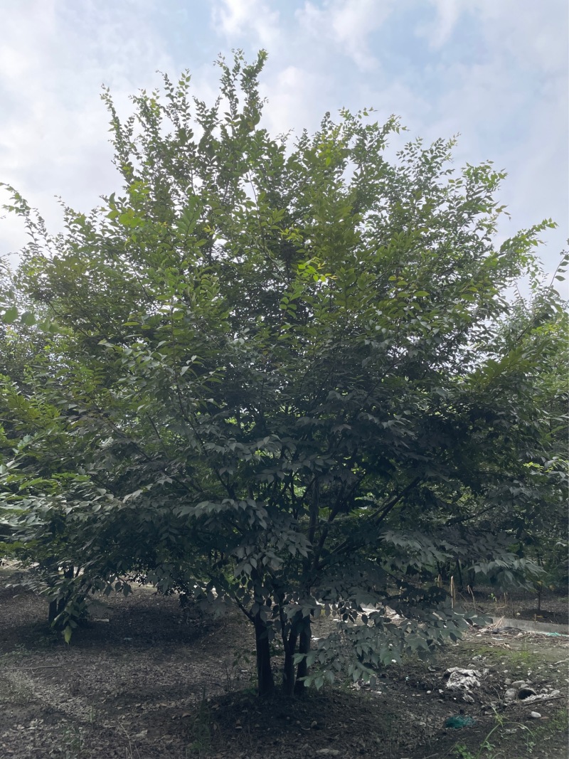 丛生榉树/欢迎大家前来咨询基地发货，从业数十年