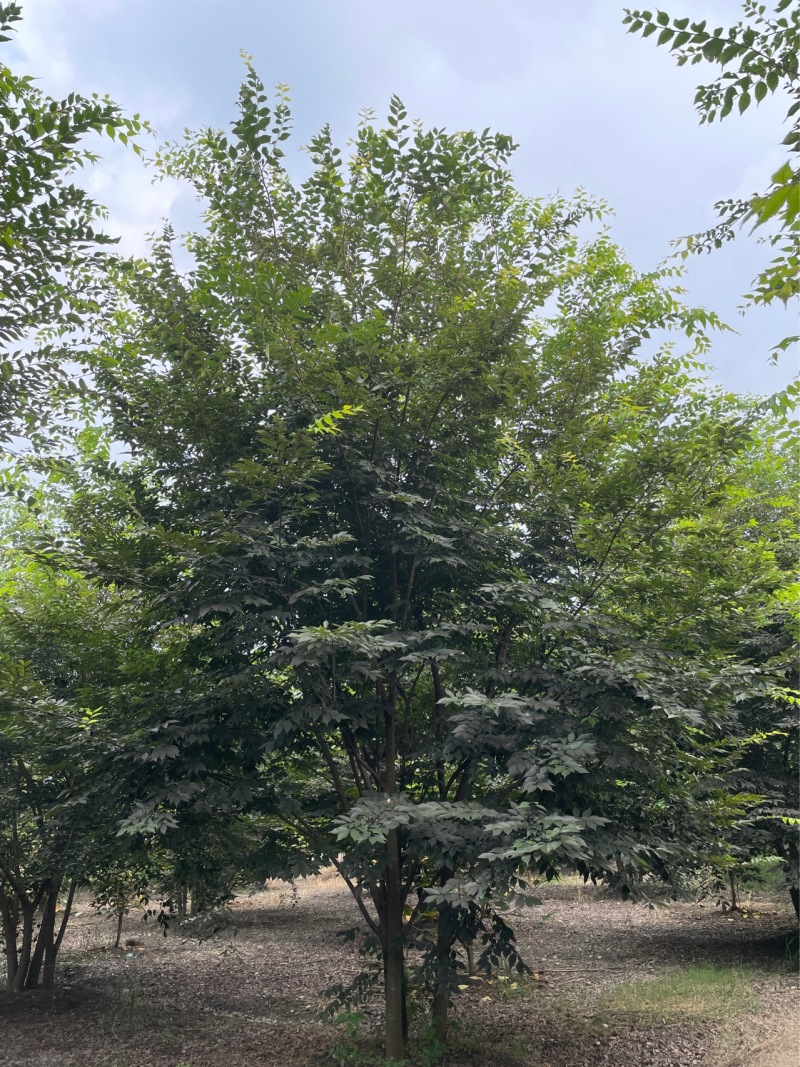 丛生榉树/欢迎大家前来咨询基地发货，从业数十年