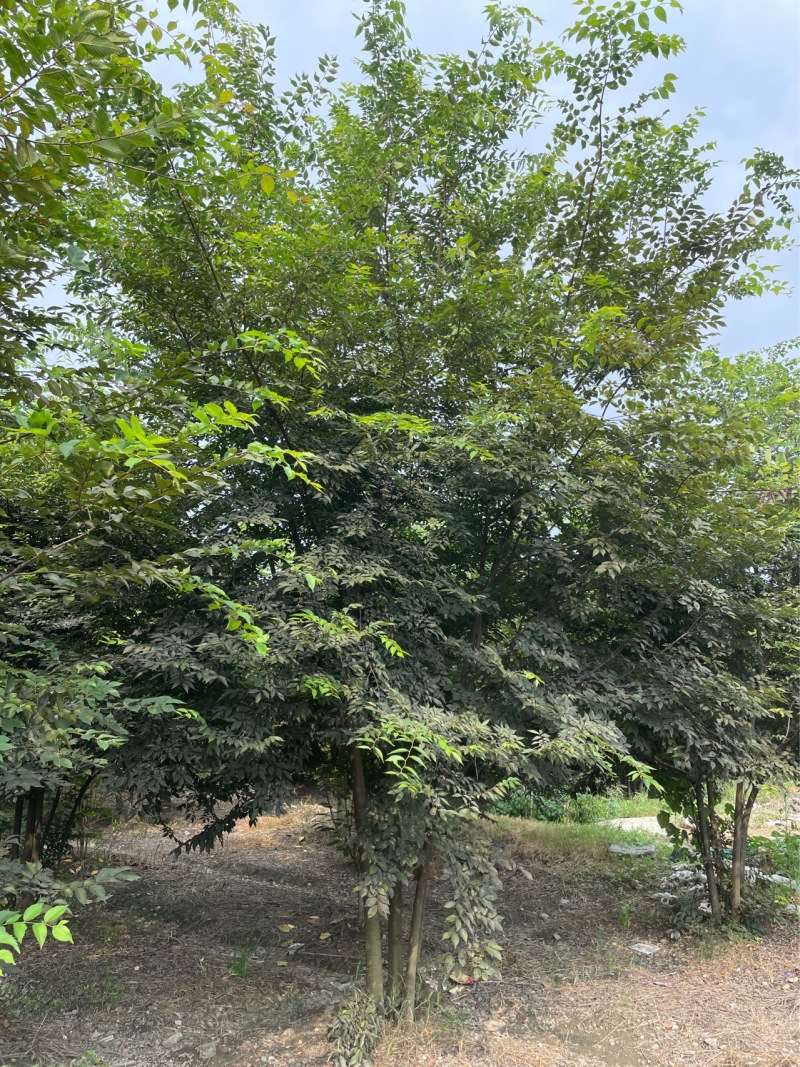 丛生榉树/欢迎大家前来咨询基地发货，从业数十年