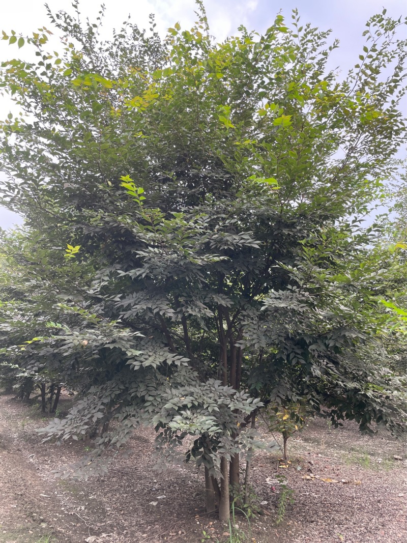 丛生榉树/欢迎大家前来咨询基地发货，从业数十年